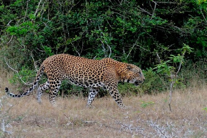 GO WILD! Double Safari Day Trip (Yala & Udawalawe) - Private & All Inclusive - What the private format is worth