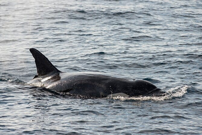 Great Whales Education Programe Dolphins and Whales are in SL - Why a whale lesson makes sense in Sri Lanka