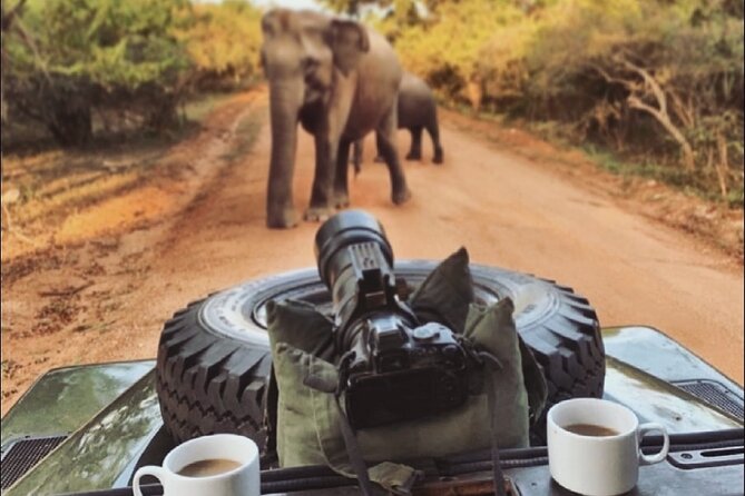Guided Leopard Safari in Yala National Park in a Land Rover Defender - How the leopard tracking works