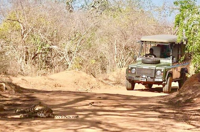 Guided Leopard Safari in Yala National Park in a Land Rover Defender - Looking for elephants, sloth bears, and birds