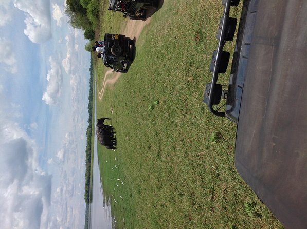 Half Day - Minneriya National Park Safari Tour From Habarana/Sigiriya - What the four-hour schedule actually includes