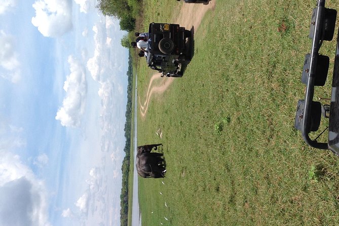 Half Day - Minneriya National Park Safari Tour From Habarana/Sigiriya - The guide question is the biggest weakness