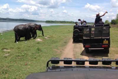 Half Day – Minneriya National Park Safari Tour From Habarana/Sigiriya