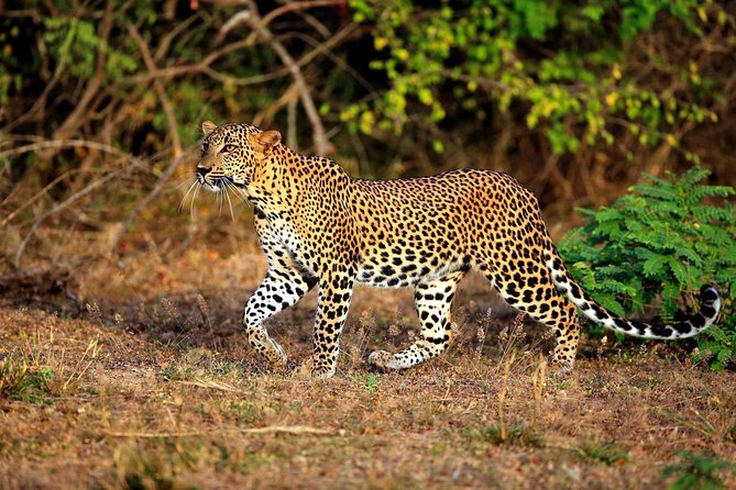 Half Day Safari at Yala National Park with Lunch - Key points to know before booking