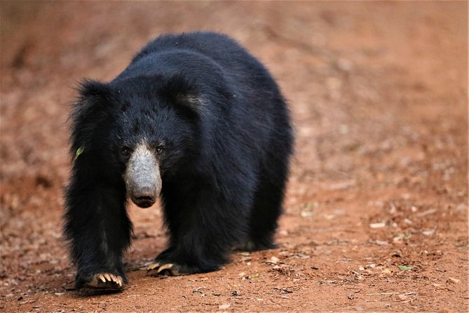Half Day Safari at Yala National Park with Lunch - Arriving at Palatupana and entering Yala