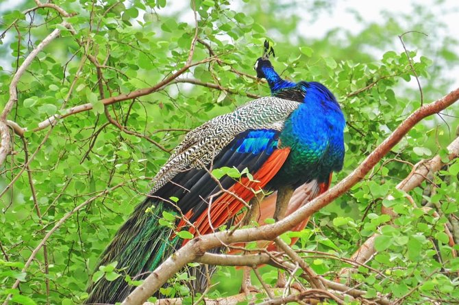 Half Day Safari at Yala National Park with Lunch - What the three-hour safari can show you