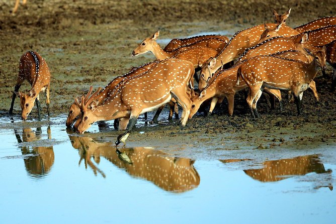 Half Day Safari at Yala National Park with Lunch - Is $189 fair value?