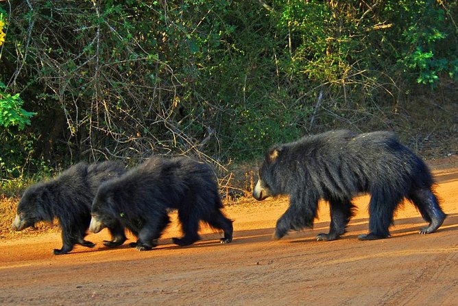 Half Day Safari at Yala National Park with Lunch - Who will get the most from this private tour?