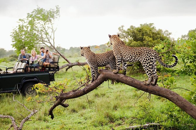 Half Day Safari at Yala National Park with Lunch - Timing, pickup, and practical details