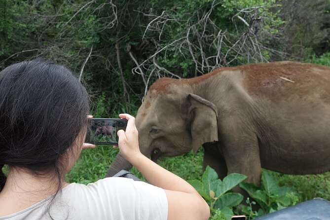 Half Day Safari Guided Tour - What this half-day safari is really offering