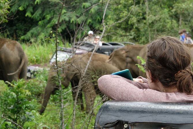 Half Day Safari Guided Tour - Price, park fees, and what $89 buys