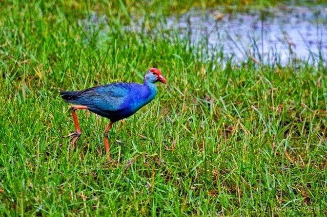 Half Day Tour to Muthurajawela, Lagoon, Dutch Canal and Mangroves - Key points at a glance