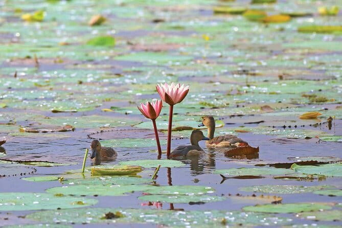 Half Day Tour to Muthurajawela, Lagoon, Dutch Canal and Mangroves - Muthurajawela Marsh and the mangrove route