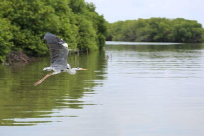 Half Day Tour to Muthurajawela, Lagoon, Dutch Canal and Mangroves