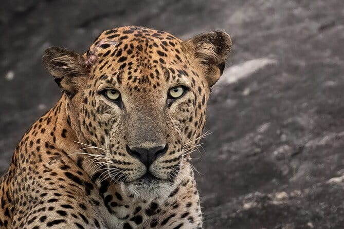 Half Day trip in Yala National Park - Key points before you book