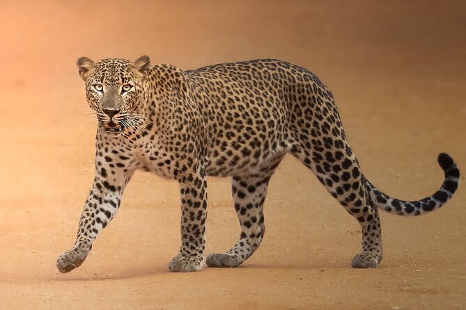 Half Day trip in Yala National Park - The 4:30 am start and hotel pickup
