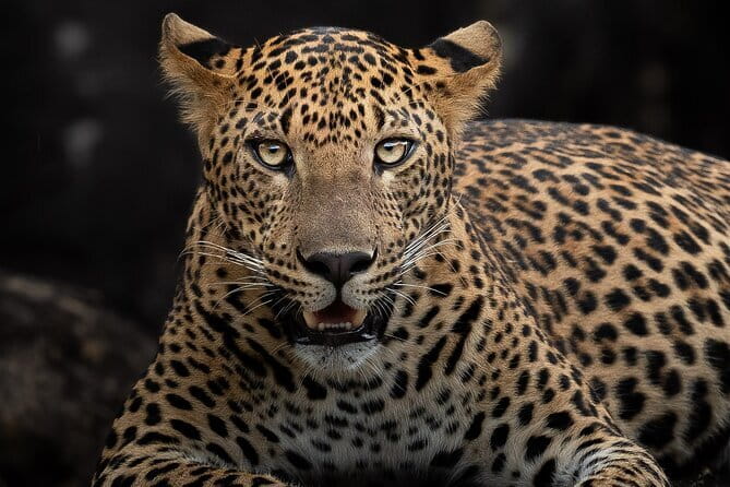 Half Day trip in Yala National Park - What else you might see