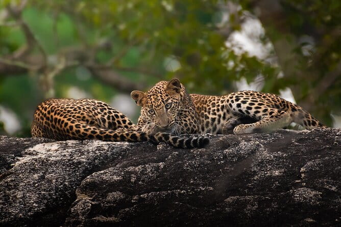 Half Day trip in Yala National Park - Five hours among Yala’s forests and grasslands
