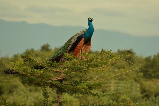 Half Day Udawalawe Safari (Entrance + Lunch) - The return to Galle and the real cost of the day