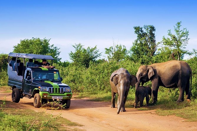 Half Day Udawalawe Safari (Entrance + Lunch) - Who will get the most from this safari