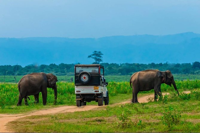 Half Day Udawalawe Safari from Kalutara (Entrance + Lunch) - Arriving at Udawalawe National Park around 10am