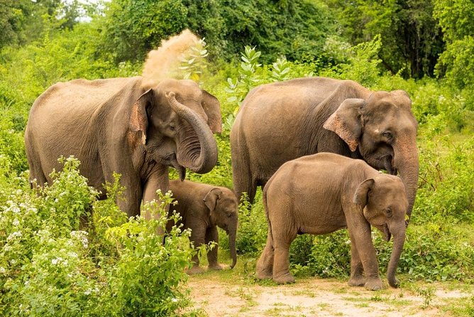 Half Day Udawalawe Safari from Kalutara (Entrance + Lunch) - Lunch after the park