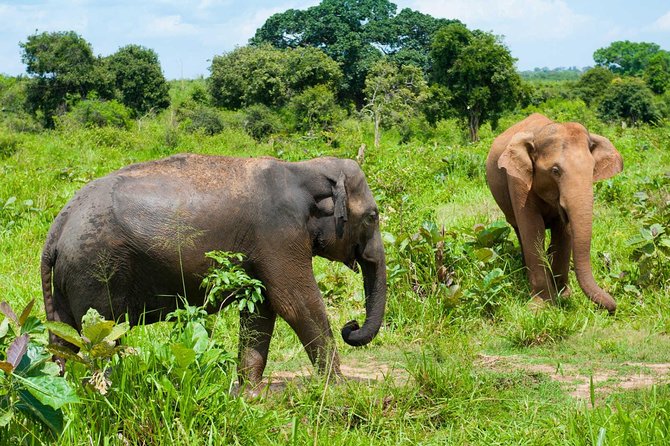 Half Day Udawalawe Safari from Kalutara (Entrance + Lunch) - Is $190 per person good value?