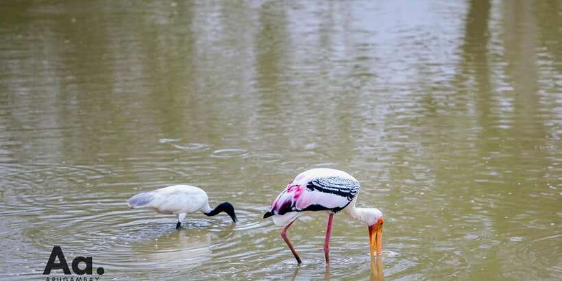 Half-Day Wild Safari in Yala National Park - Who will enjoy this safari most?