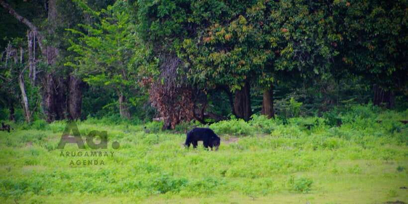 Half-Day Wild Safari in Yala National Park - Four hours where Yala gets interesting