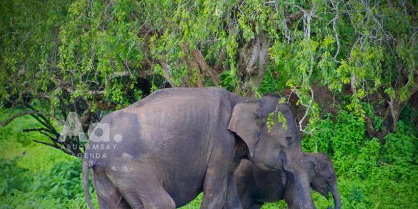 Half-Day Wild Safari in Yala National Park - What you might see beyond the leopard