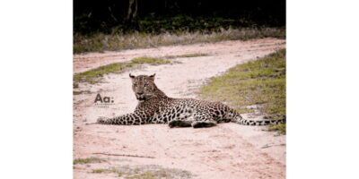 Half-Day Wild Safari in Yala National Park