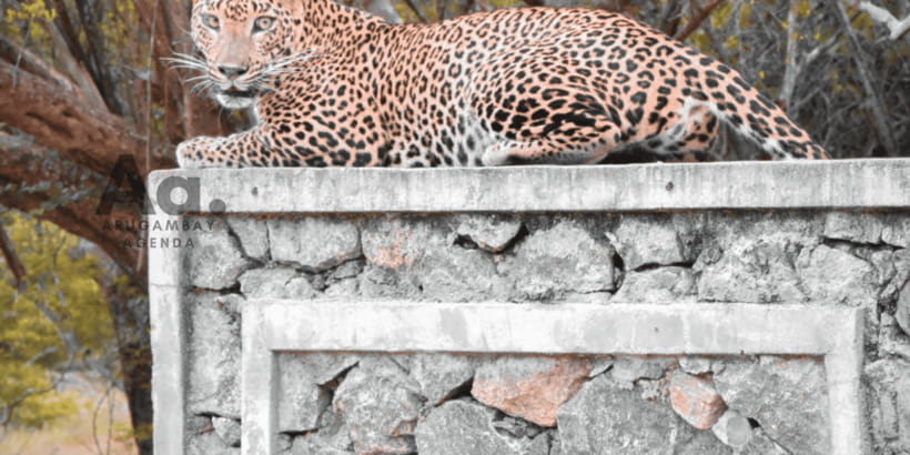 Half-Day Wild Safari in Yala National Park - The value of an experienced driver