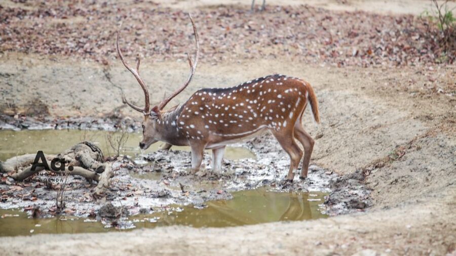 Half-Day Wild Safari in Yala National Park - Rock formations and old caves