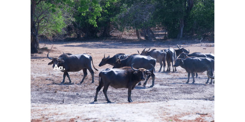 Half-Day Wild Safari in Yala National Park - A King coconut break, but no meal