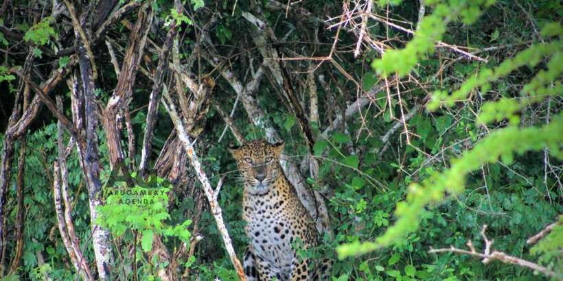 Half-Day Wild Safari in Yala National Park - Is $112 per person good value?