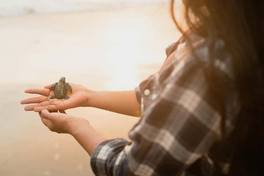 Hambantota Port: Galle Fort ,River Safari & Sea Turtle Visit - Key points to know before you book