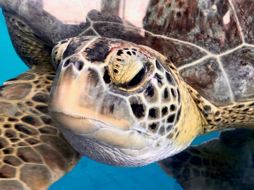 Hambantota Port: Galle Fort ,River Safari & Sea Turtle Visit - Two hours on Madu Ganga