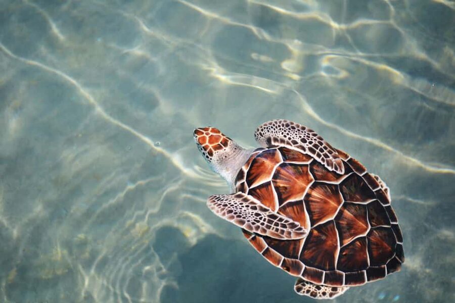Hambantota Port: Galle Fort ,River Safari & Sea Turtle Visit - One hour inside Galle Fort