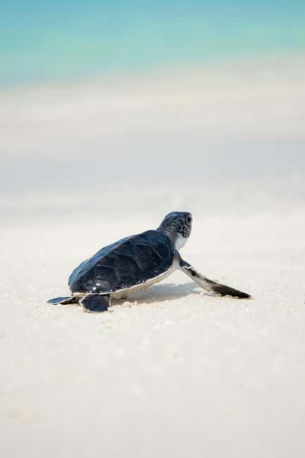 Hambantota Port: Galle Fort ,River Safari & Sea Turtle Visit - Food, drinks, and small comforts