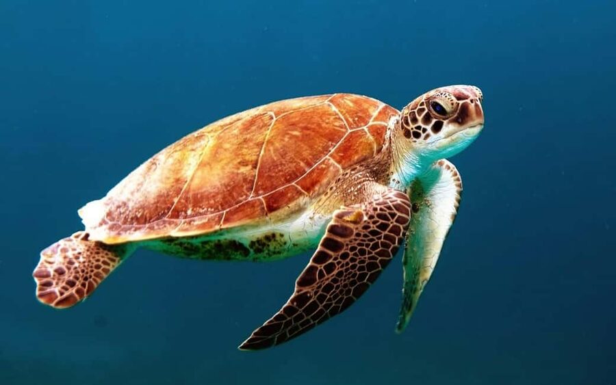 Hambantota Port: Galle Fort ,River Safari & Sea Turtle Visit - The guide can shape the whole day