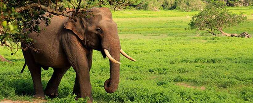 Hambantota Port: Udawalawe Safari Tour & Transit Home Visit - Useful planning advice for your day