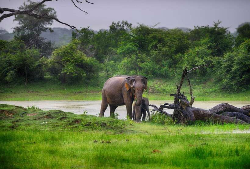 Hambantota Port: Udawalawe Safari Tour & Transit Home Visit - Inside Udawalawe National Park