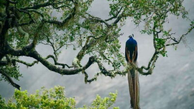 Hambantota Port: Udawalawe Safari Tour & Transit Home Visit