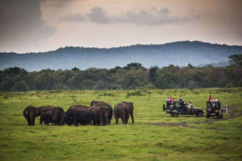 Hambantota Port: Udawalawe Safari Tour & Transit Home Visit - What the safari feels like in practice