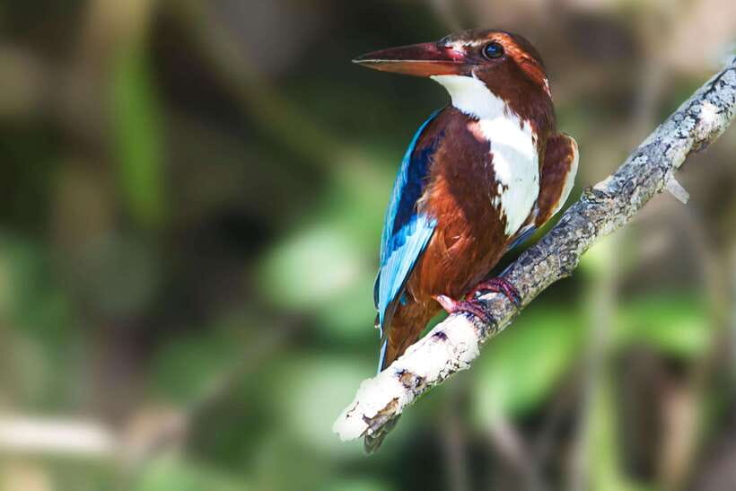 Hambantota Port: Yala National Park Safari (Shore Excursion) - Who will enjoy this safari most