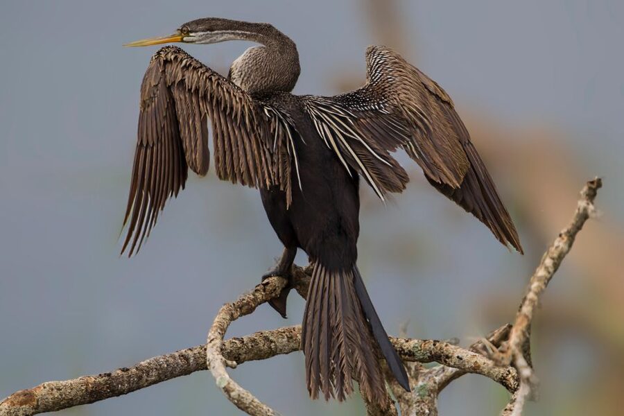 Hambantota Port: Yala National Park Wildlife Safari in a 4x4 - Practical ways to improve your day