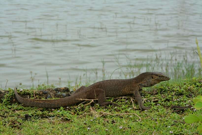 Hambantota Shore Excursion: Village and Cultural tour - Remote villages and an everyday view of Sri Lanka