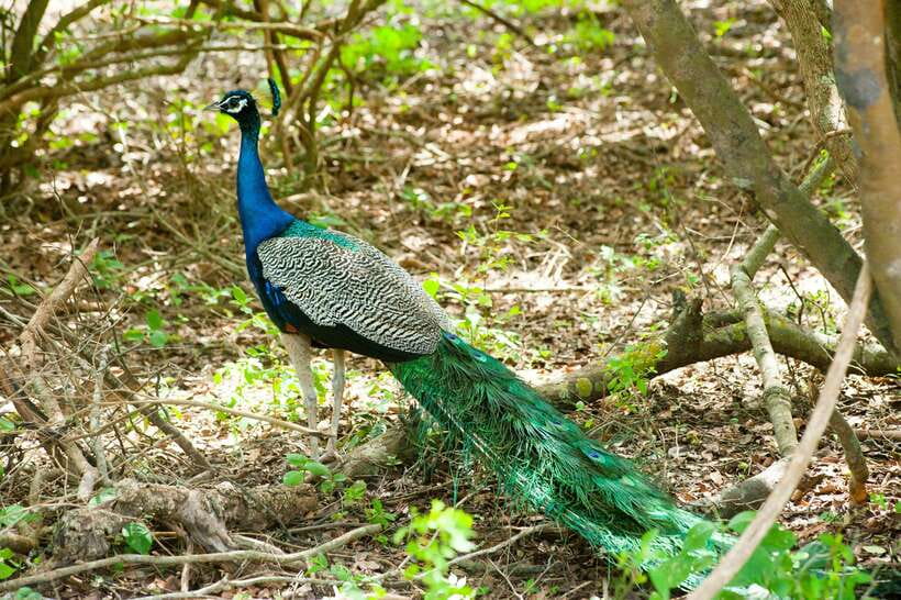 Hambantota Shore Excursion: Village and Cultural tour - Beaches, countryside, and the value of the drive