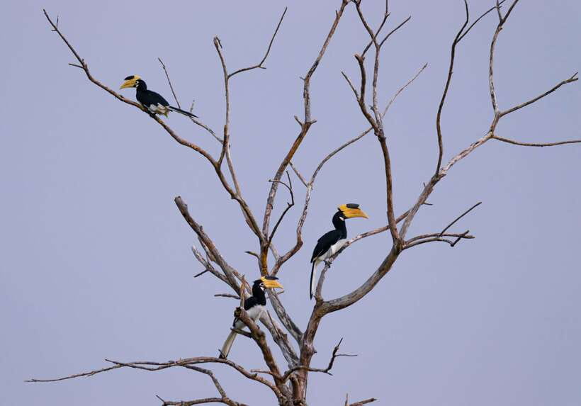 Hambantota Shore Excursion: Village and Cultural tour - Who gets the most from this $60 outing