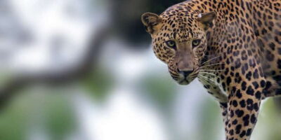 Yala National Park Wildlife Safari in a 4×4